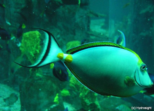 Das weltweit gr&ouml;&szlig;te zylindrische Aquarium