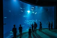 Gebogene Aquarium-Scheibe: Ozeaneum Stralsund